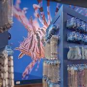 Corpus Aquarium Gift Shop | WilsonartXYou
